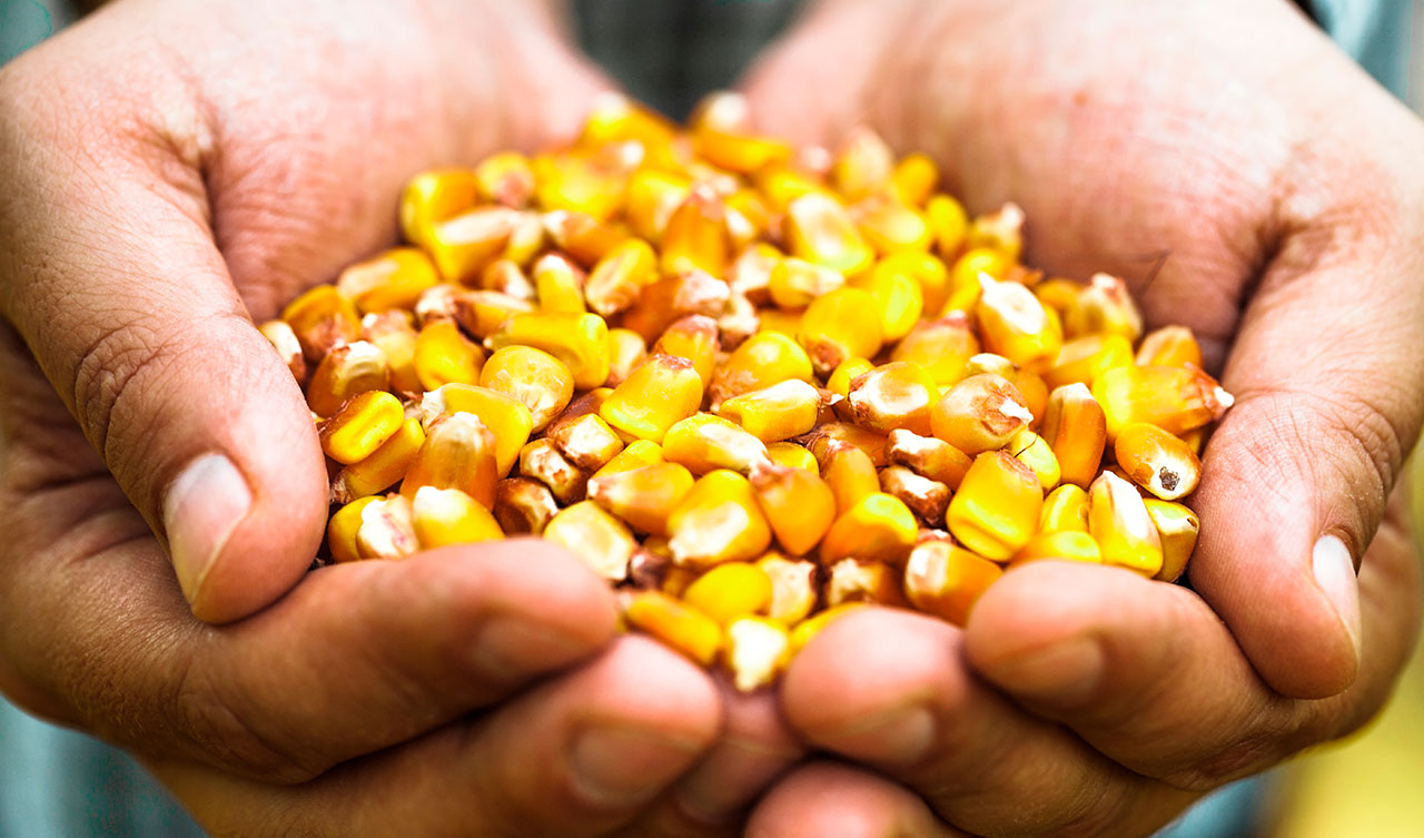 México: Sexta posición en Latinoamérica y entre los 50 primeros del mundo en seguridad alimentaria.